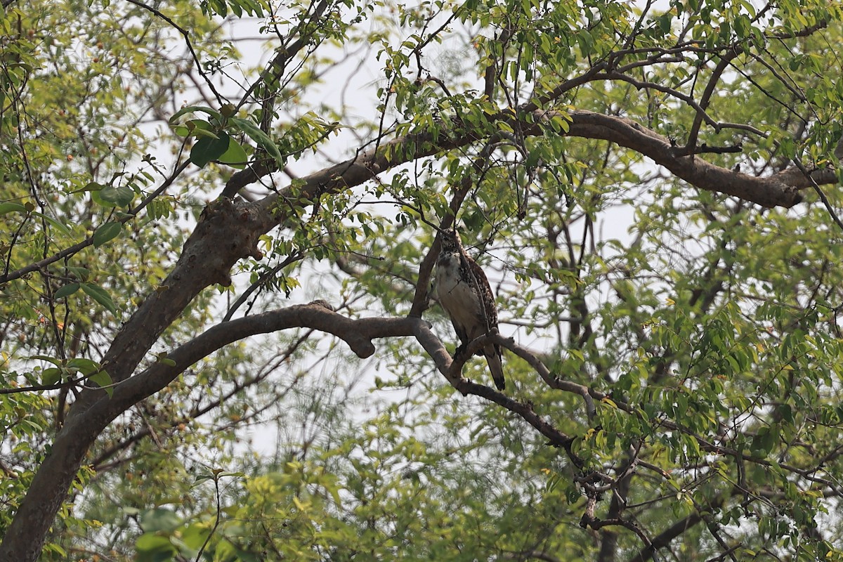 Crested Serpent-Eagle - ML619519875