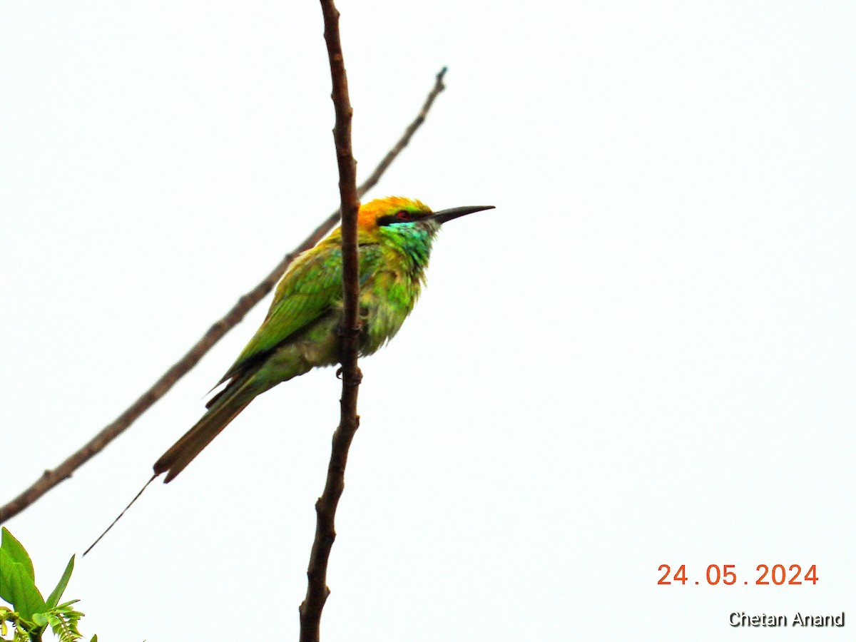 Asian Green Bee-eater - ML619519892