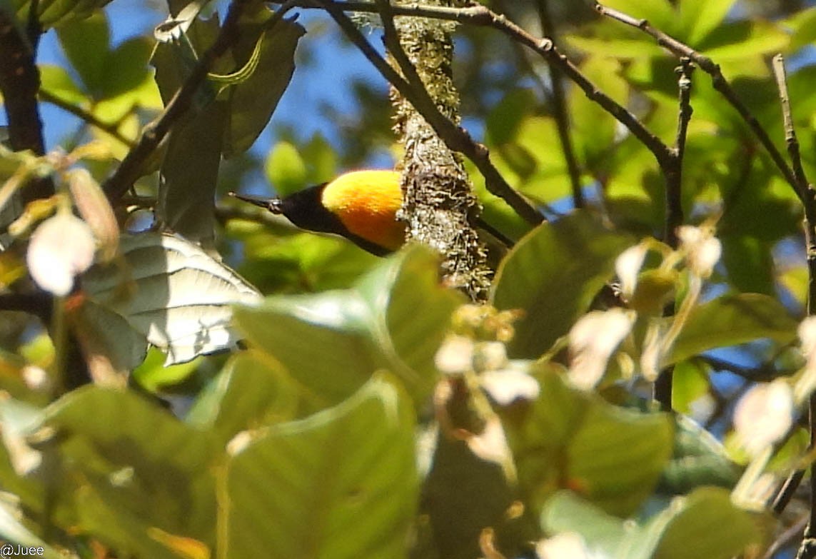 Green-tailed Sunbird - ML619519925