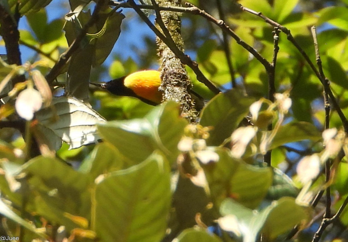Green-tailed Sunbird - ML619519926