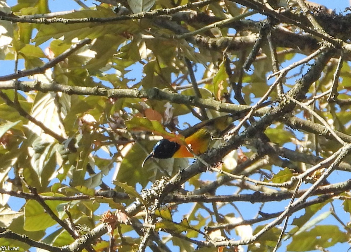 Green-tailed Sunbird - ML619519927