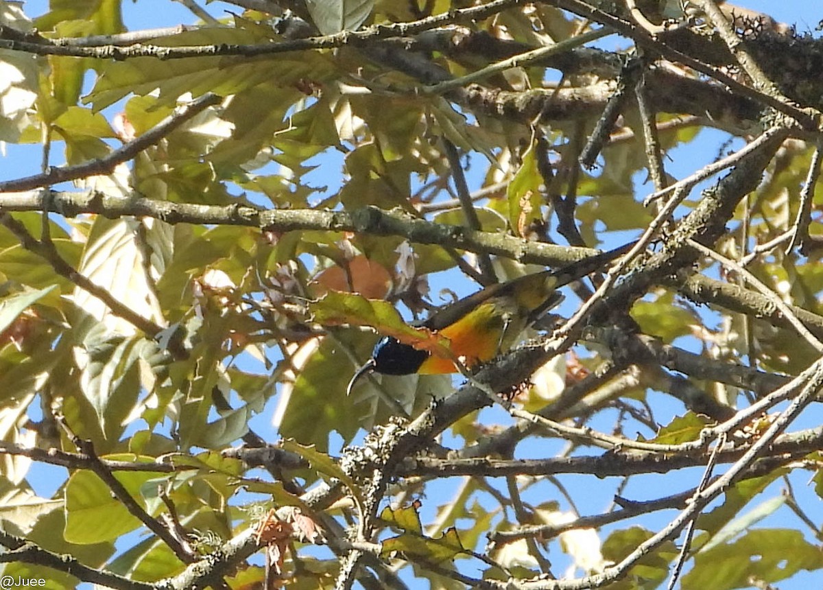 Green-tailed Sunbird - ML619519929