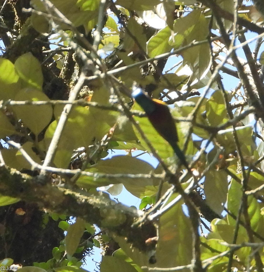 Green-tailed Sunbird - ML619519930