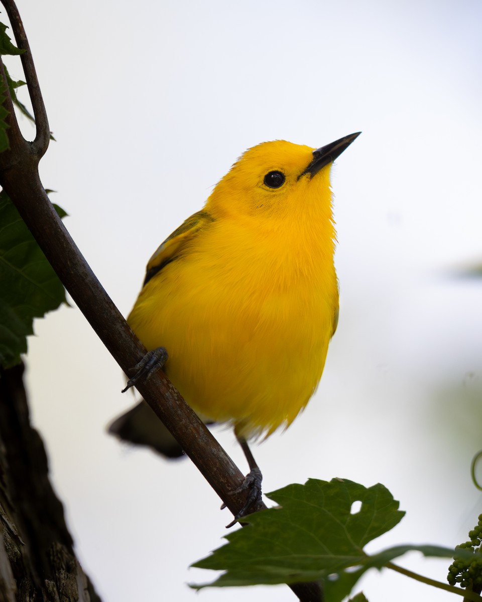 Prothonotary Warbler - ML619519963