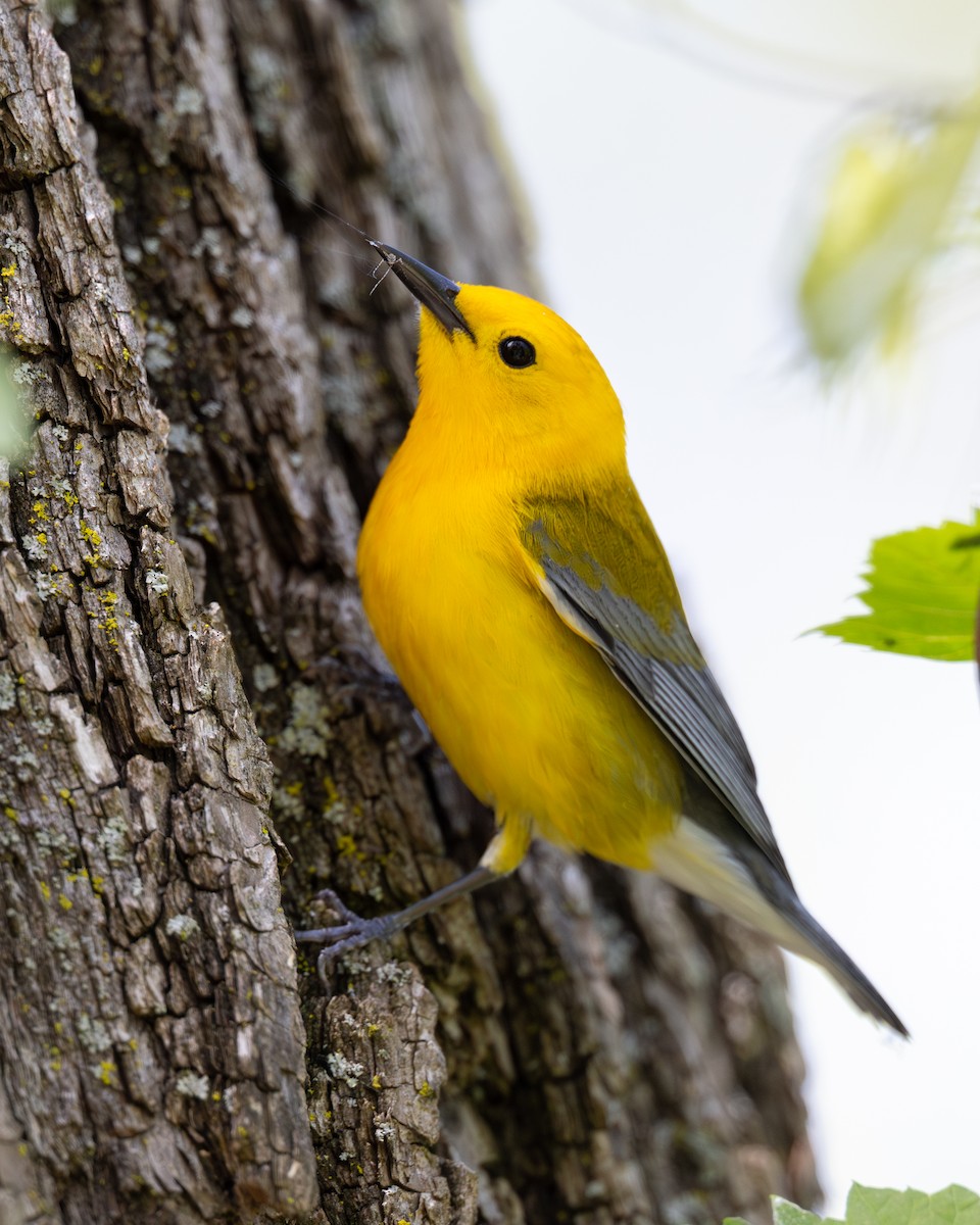 Prothonotary Warbler - ML619519965