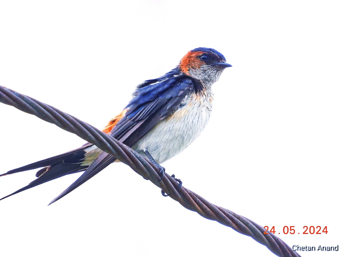 Red-rumped Swallow - ML619519969
