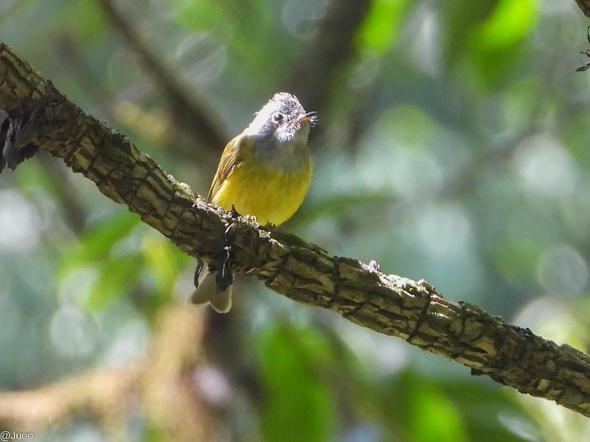 Gray-headed Canary-Flycatcher - ML619519994