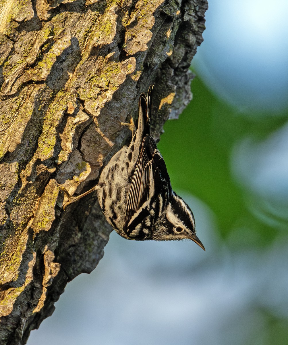 Black-and-white Warbler - ML619520003