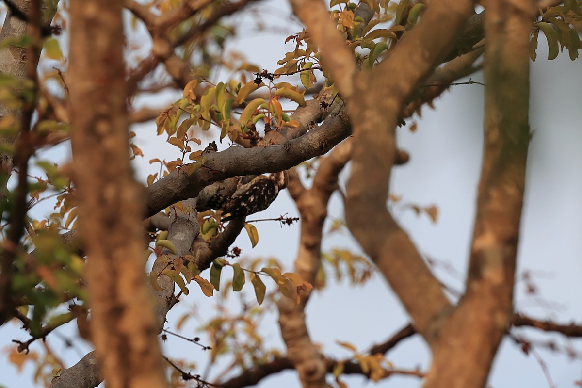 Brown-capped Pygmy Woodpecker - ML619520020