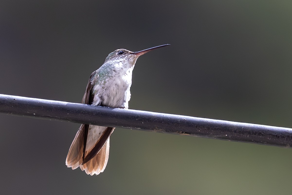 kolibřík bělobřichý - ML619520040