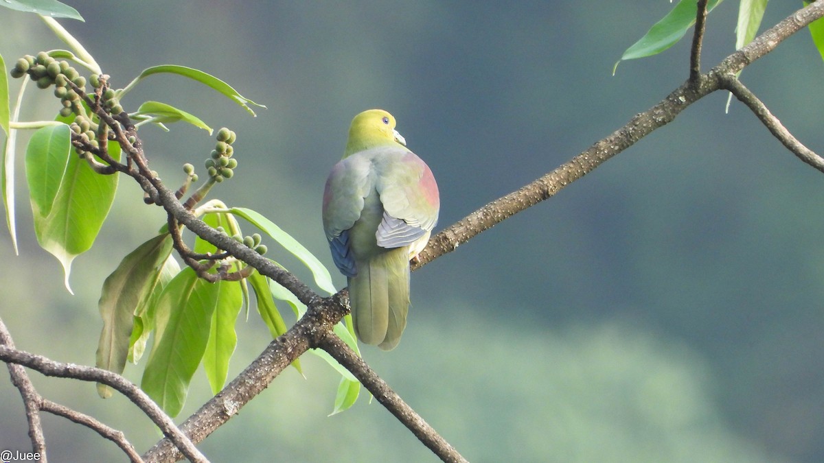 Wedge-tailed Green-Pigeon - ML619520047
