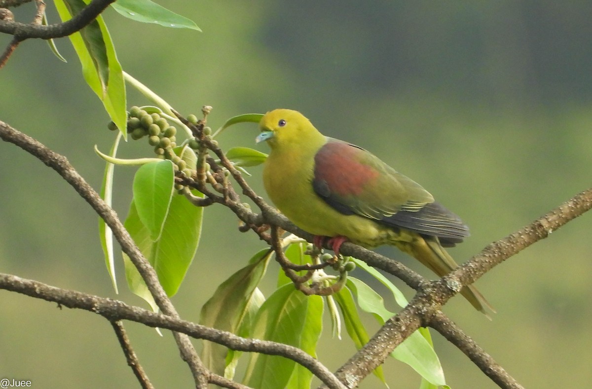 Wedge-tailed Green-Pigeon - ML619520048