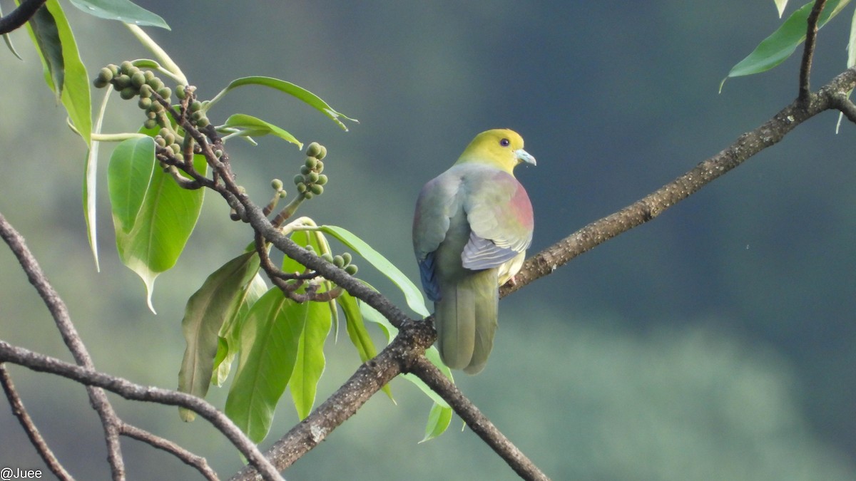 Wedge-tailed Green-Pigeon - ML619520050