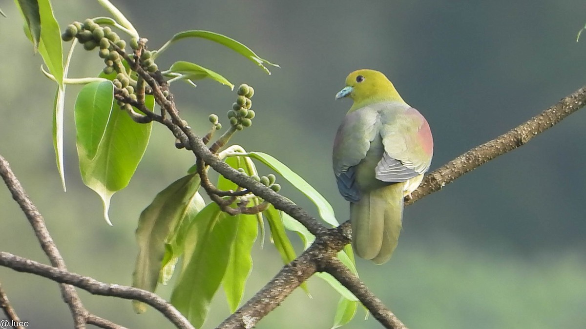 Wedge-tailed Green-Pigeon - ML619520051