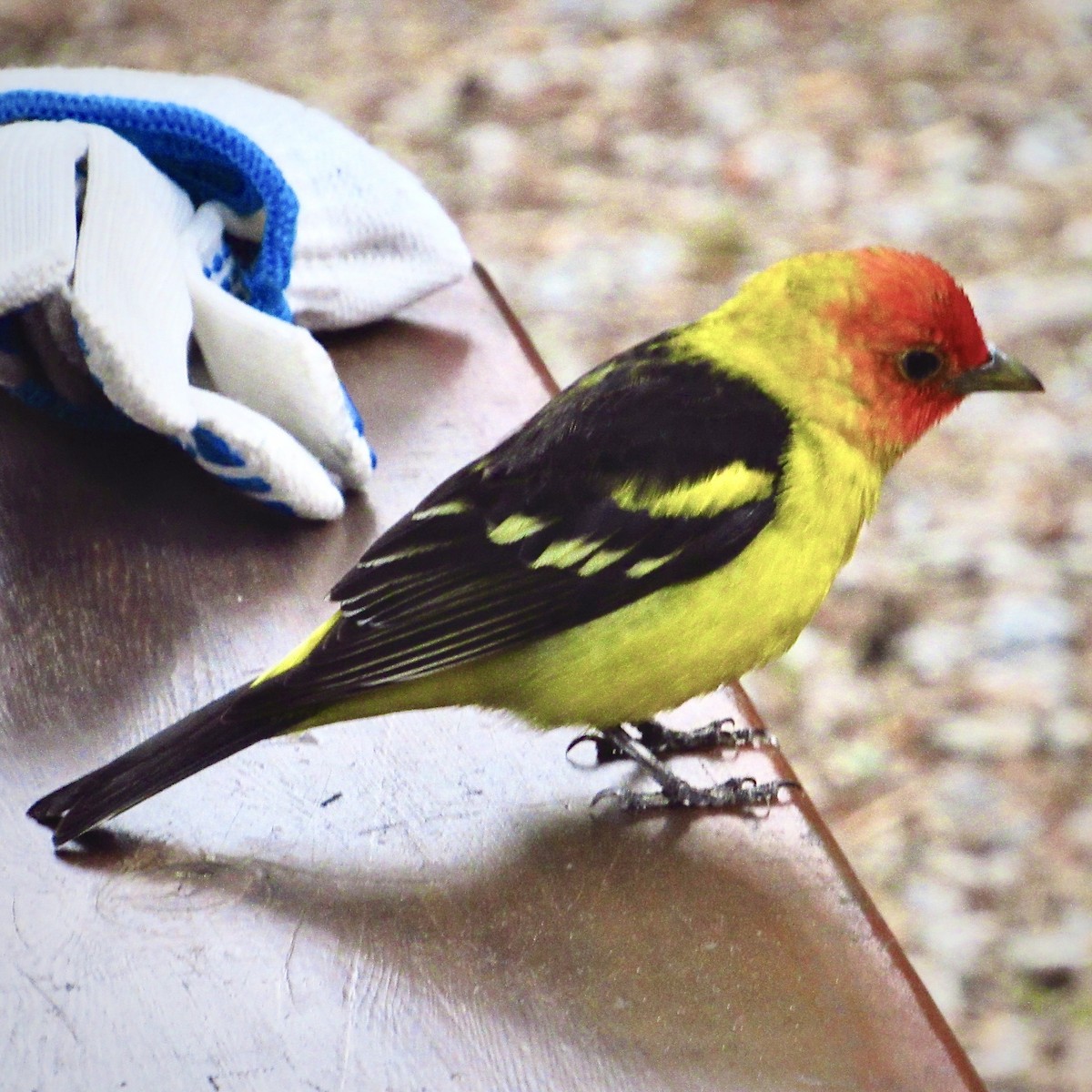Western Tanager - ML619520066