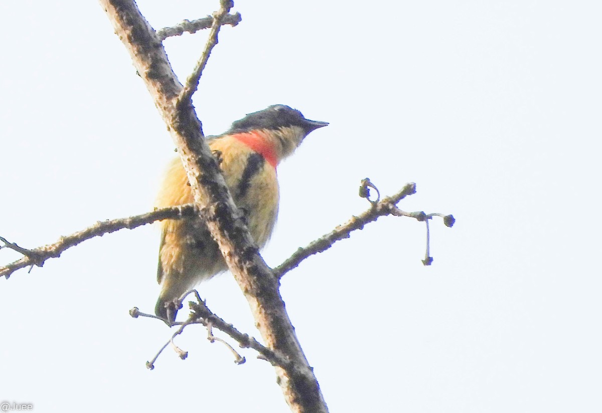 Fire-breasted Flowerpecker - ML619520107