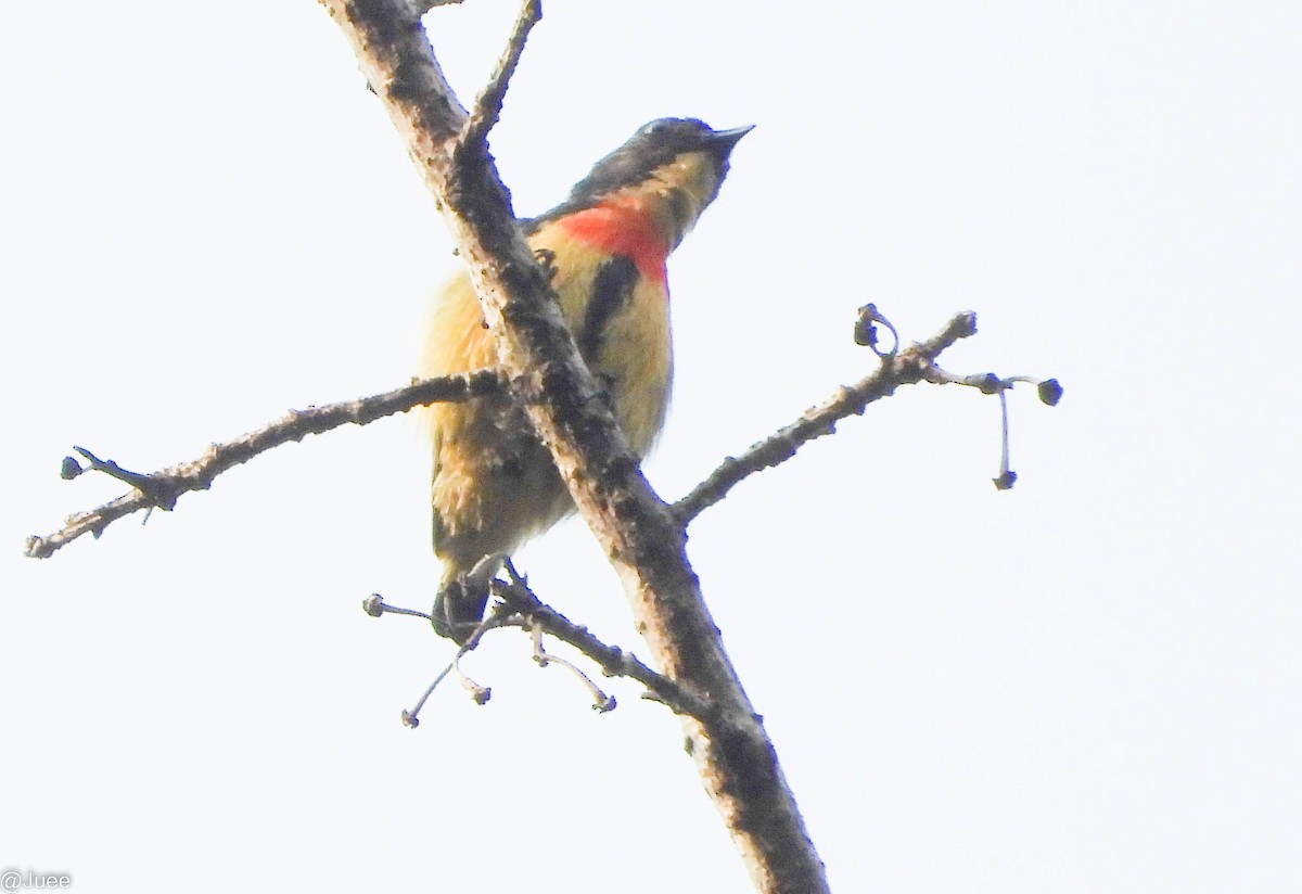 Fire-breasted Flowerpecker - ML619520108