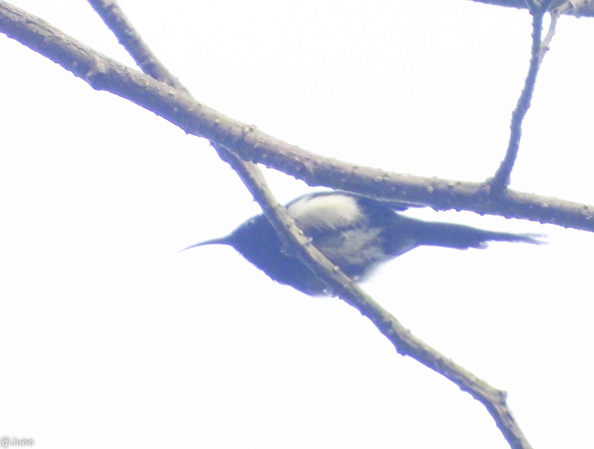 Black-throated Sunbird - ML619520120
