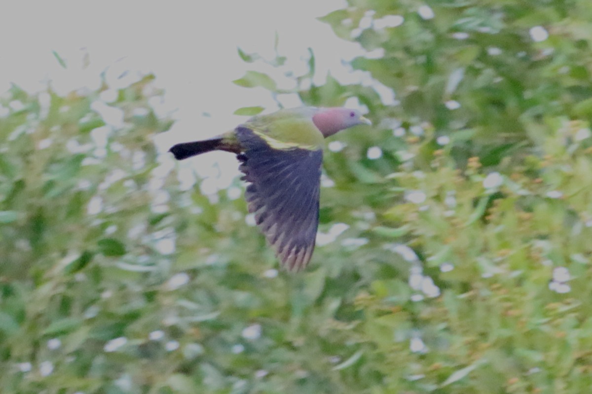 Pink-necked Green-Pigeon - ML619520175