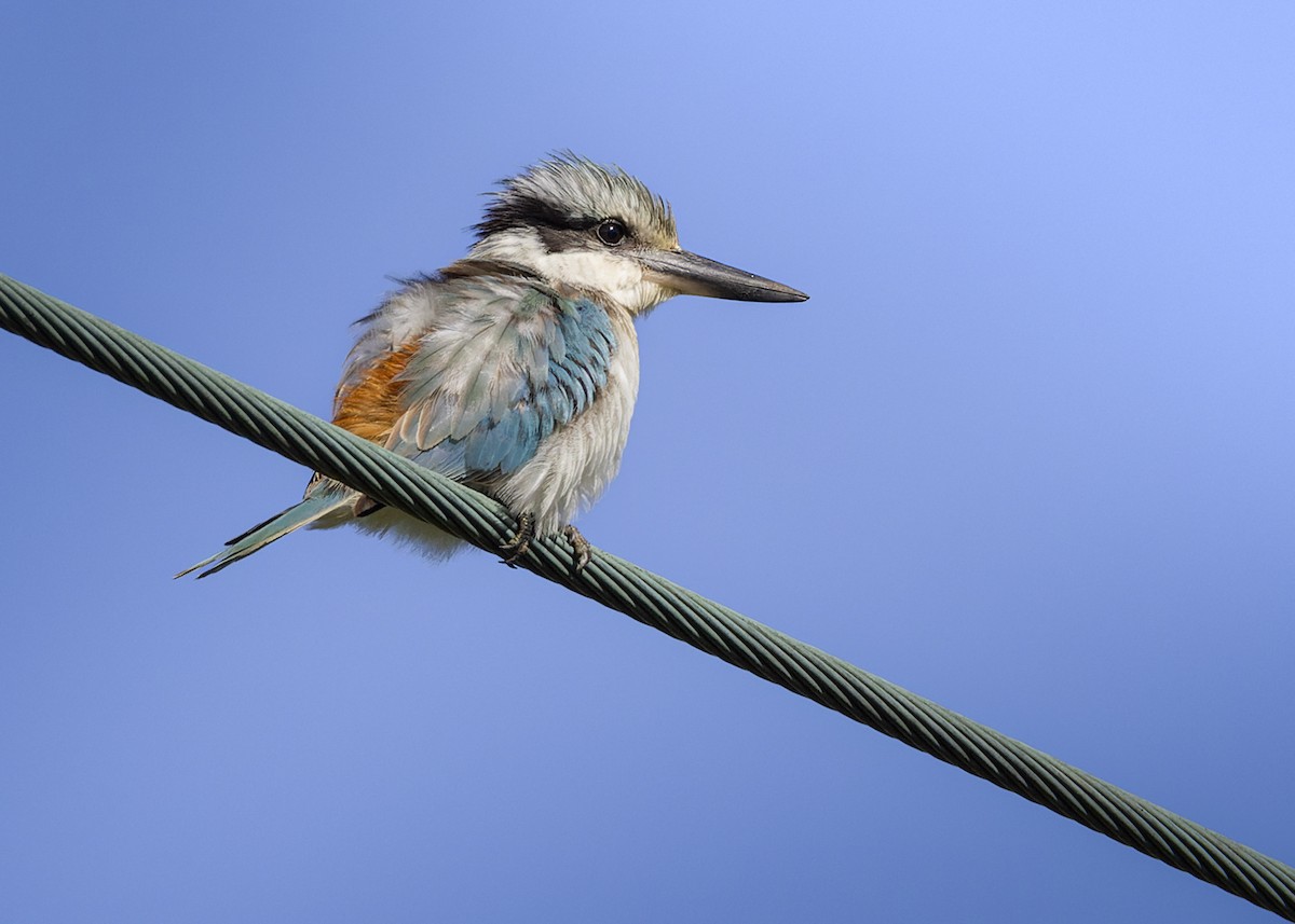 Red-backed Kingfisher - ML619520225