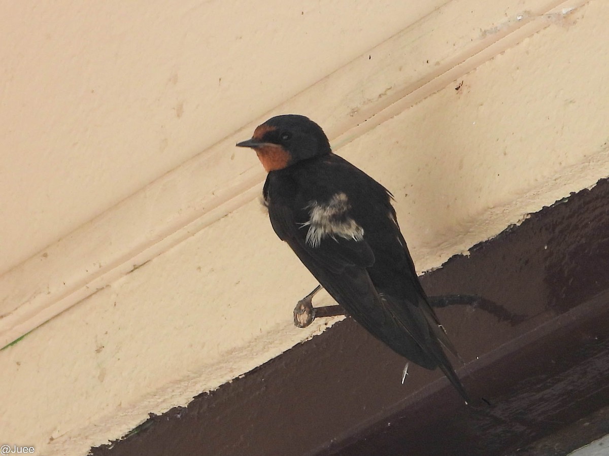 Barn Swallow - ML619520240