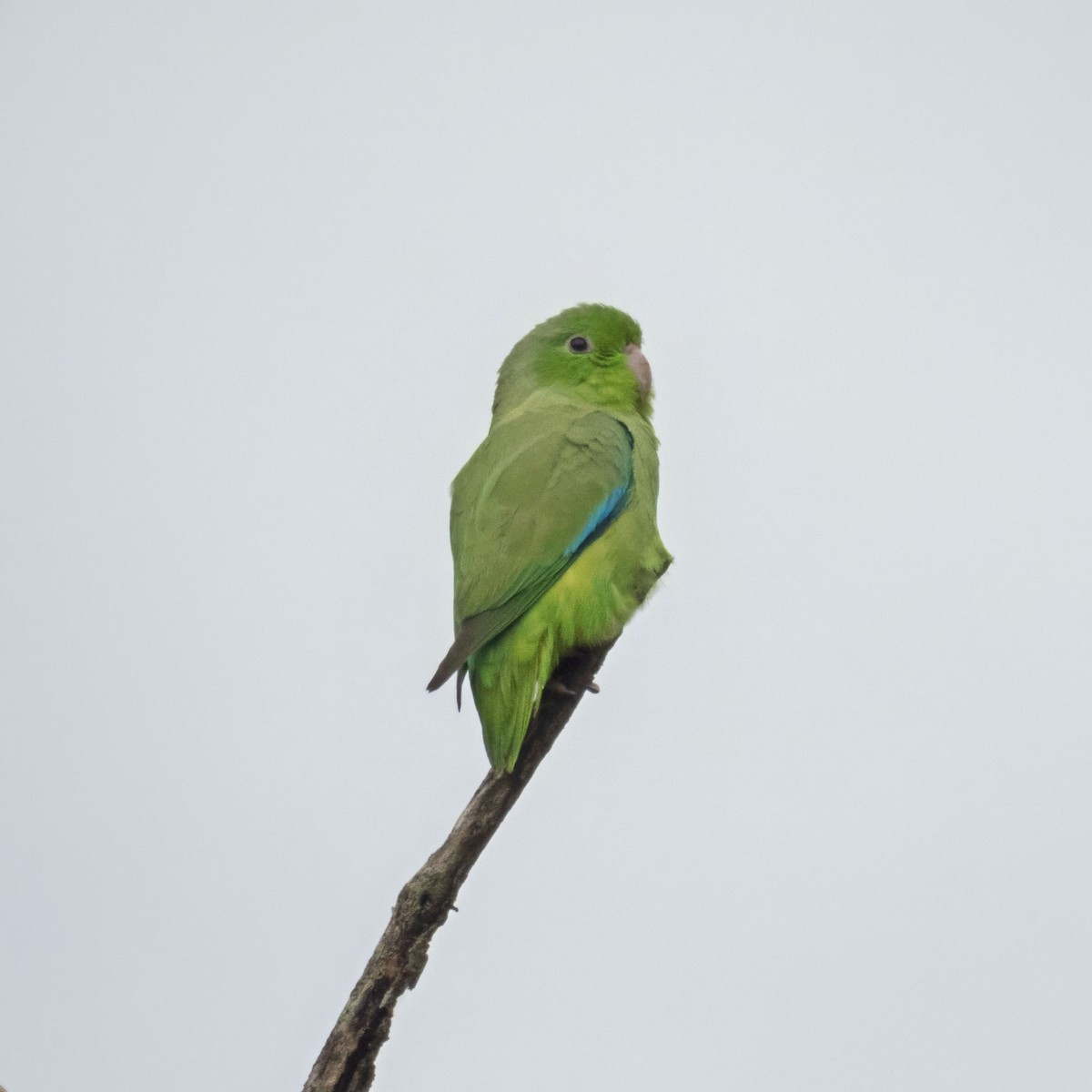 Turquoise-winged Parrotlet - ML619520248