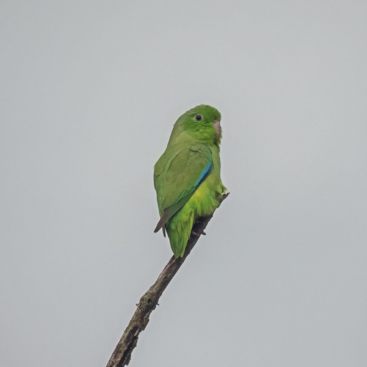 Turquoise-winged Parrotlet - ML619520249