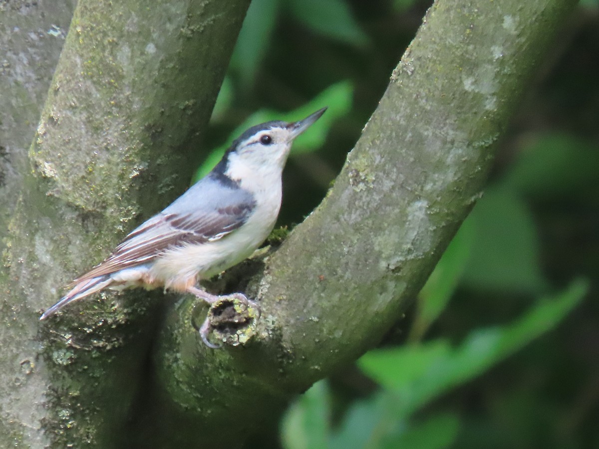 White-breasted Nuthatch - ML619520252