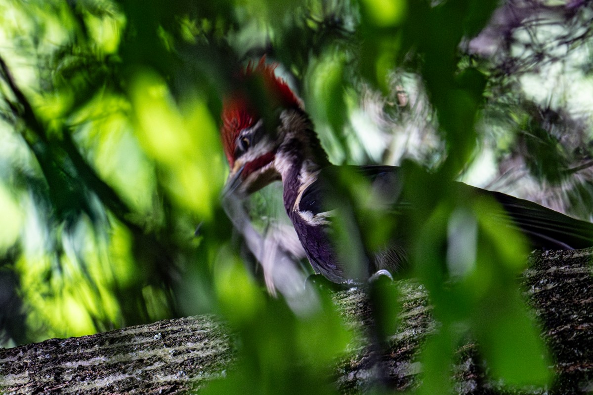 Pileated Woodpecker - ML619520270
