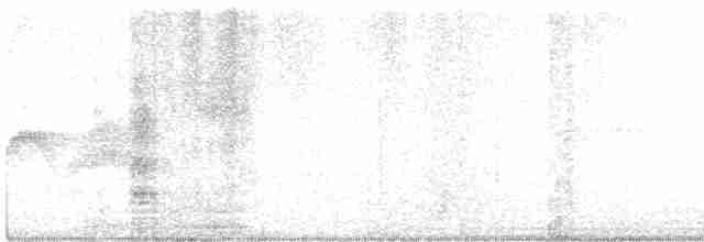 Светлобрюхий фиби - ML619520300