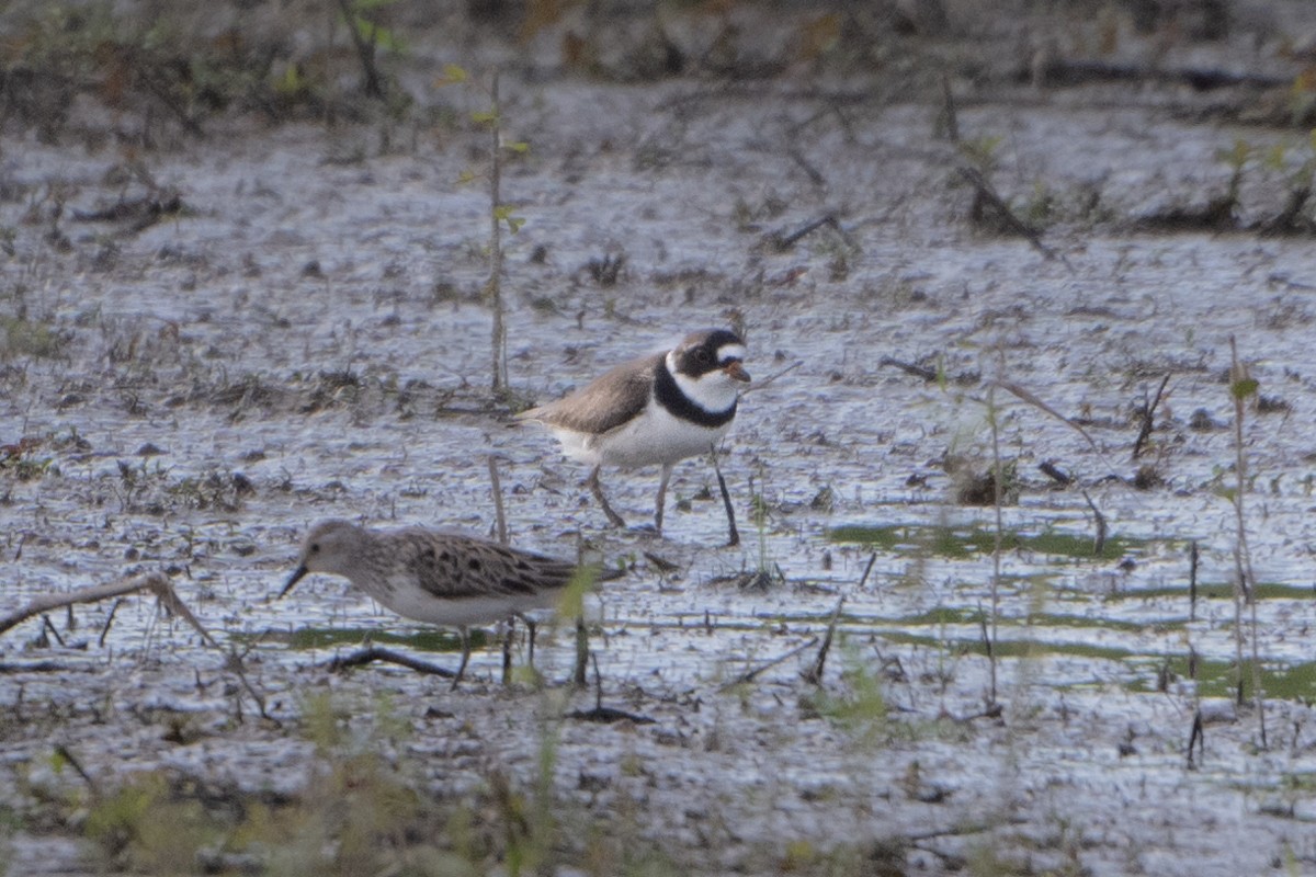 Semipalmated Plover - ML619520324