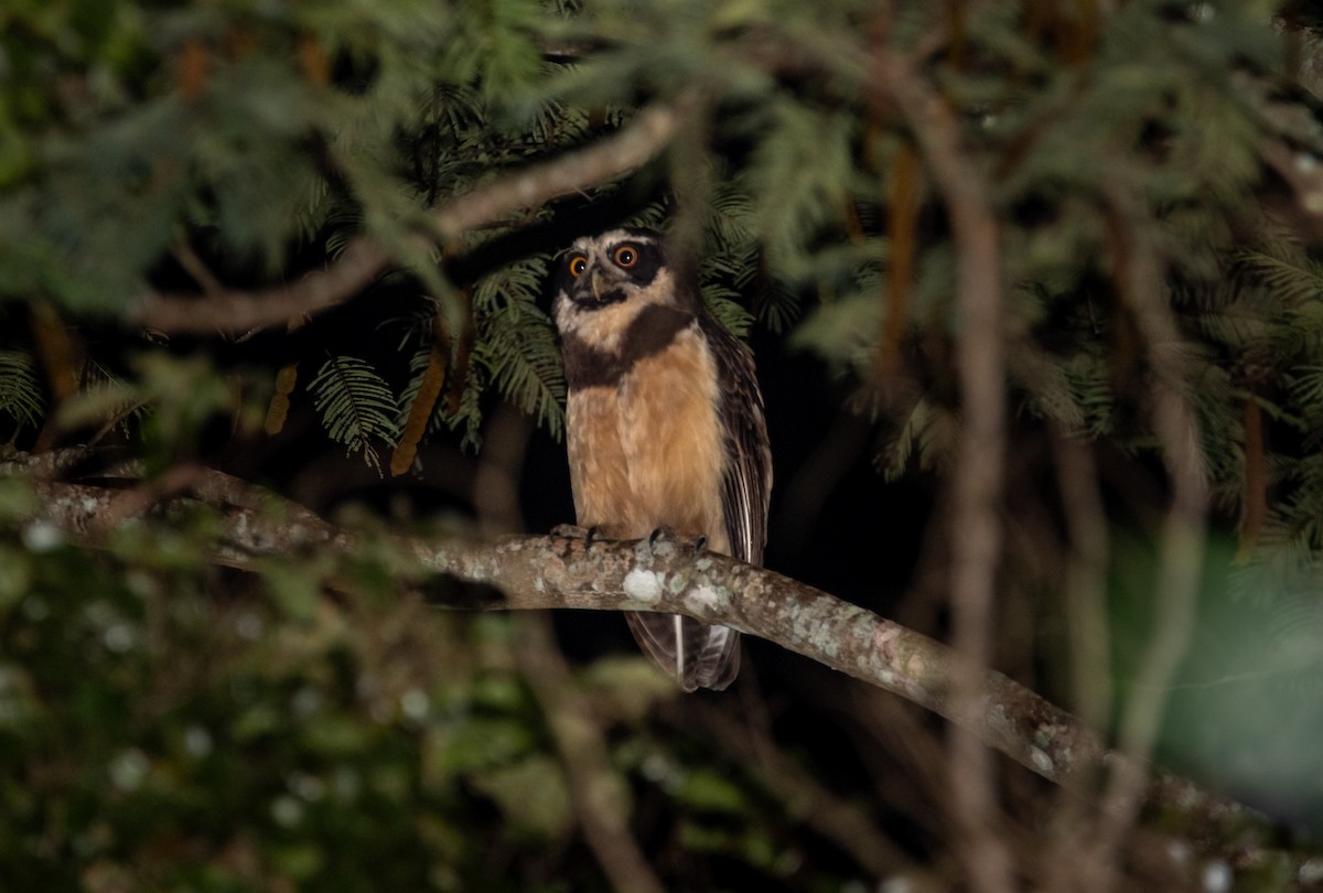 Spectacled Owl - ML619520334