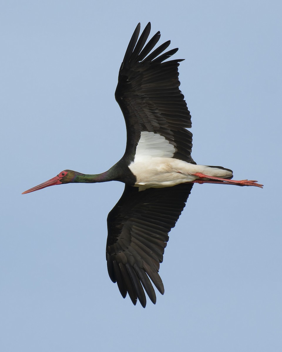 Black Stork - ML619520369