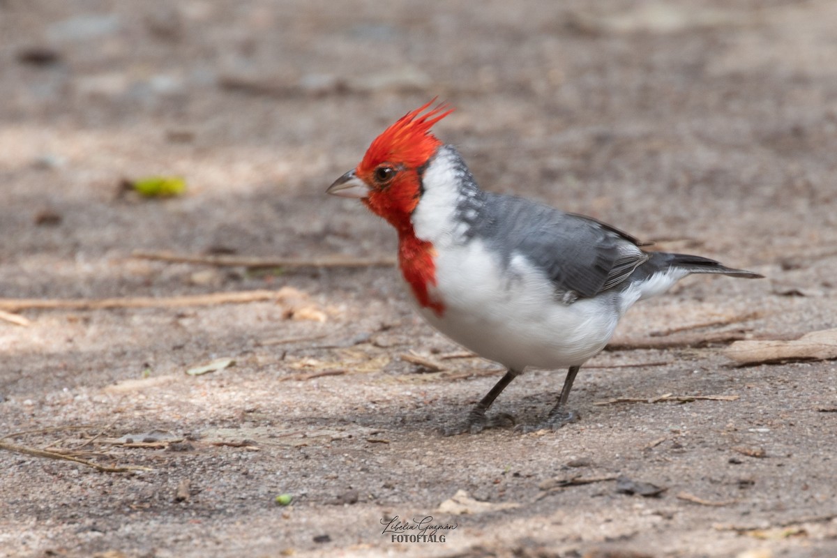 Red-crested Cardinal - ML619520385