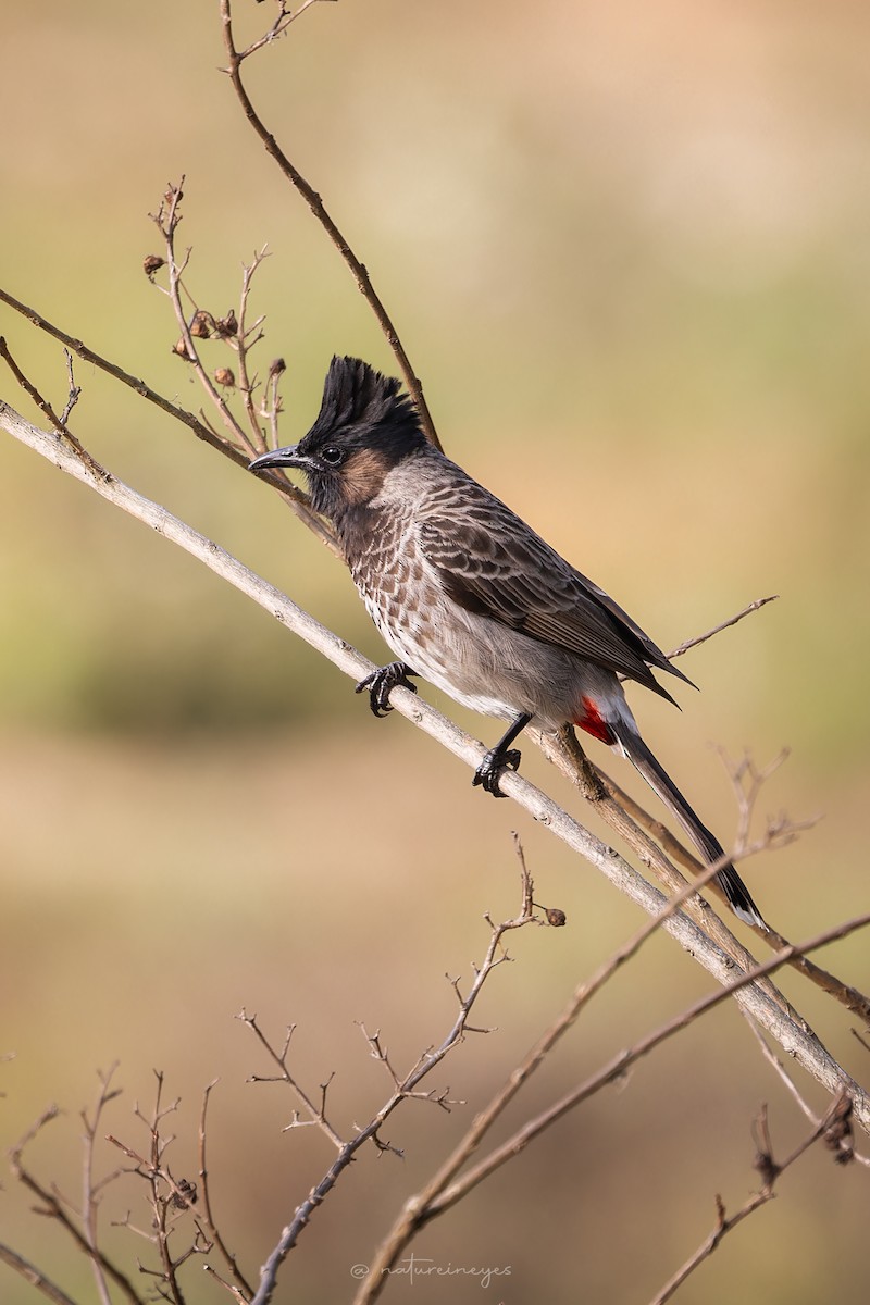 Red-vented Bulbul - ML619520389