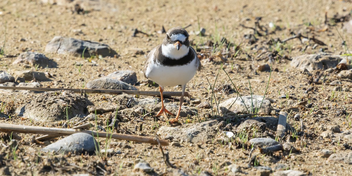 Semipalmated Plover - ML619520748