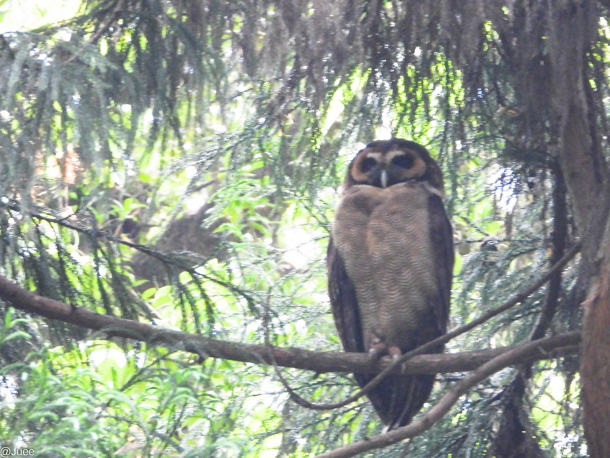 Brown Wood-Owl - ML619520767