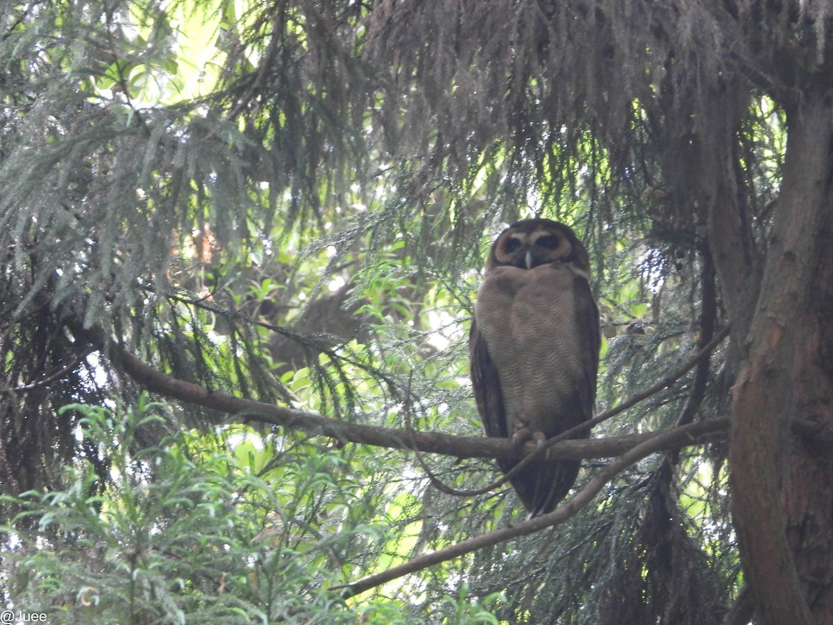 Brown Wood-Owl - ML619520769
