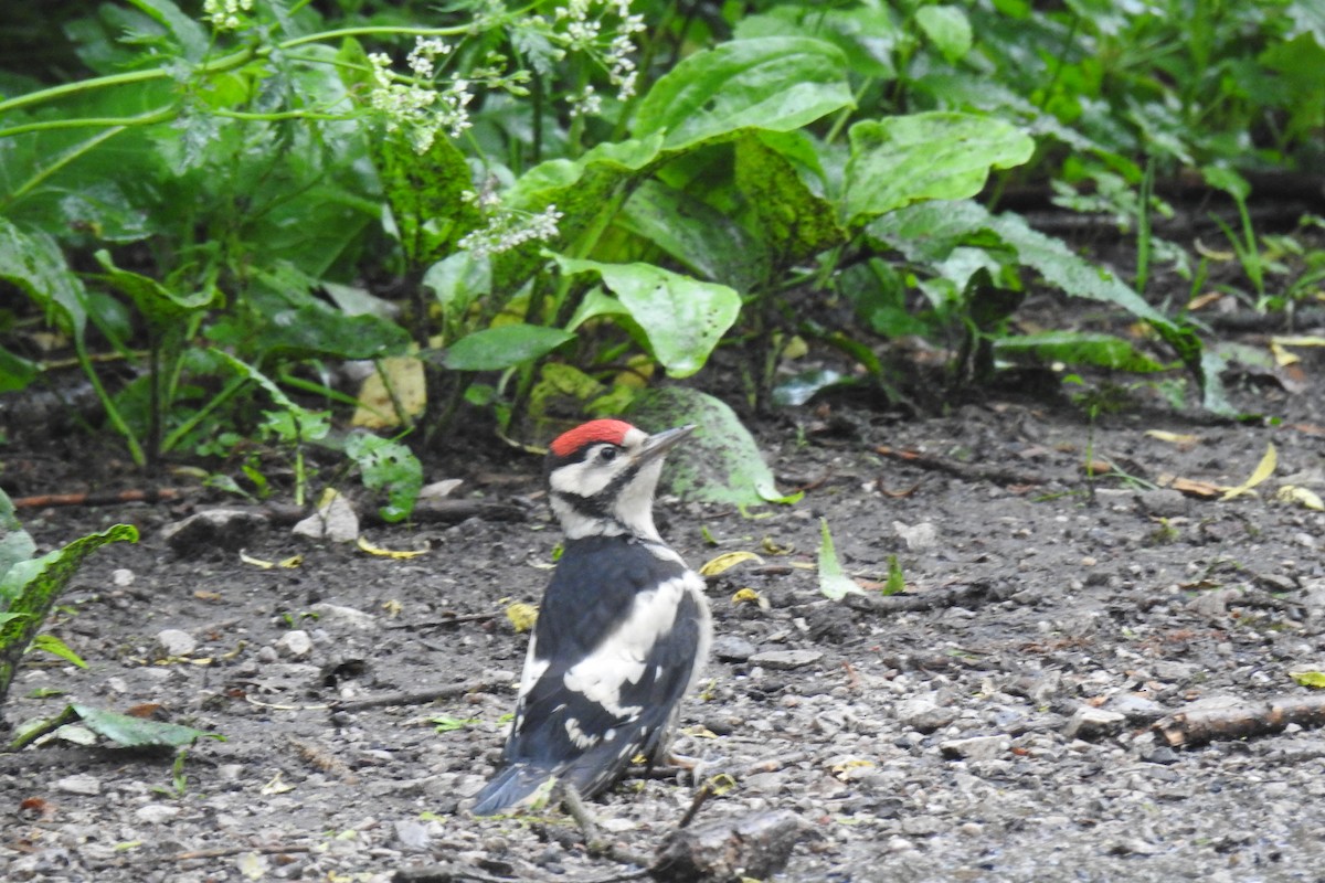Great Spotted Woodpecker - ML619520778