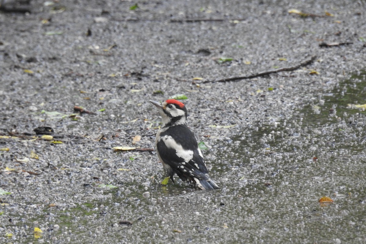 Great Spotted Woodpecker - ML619520782