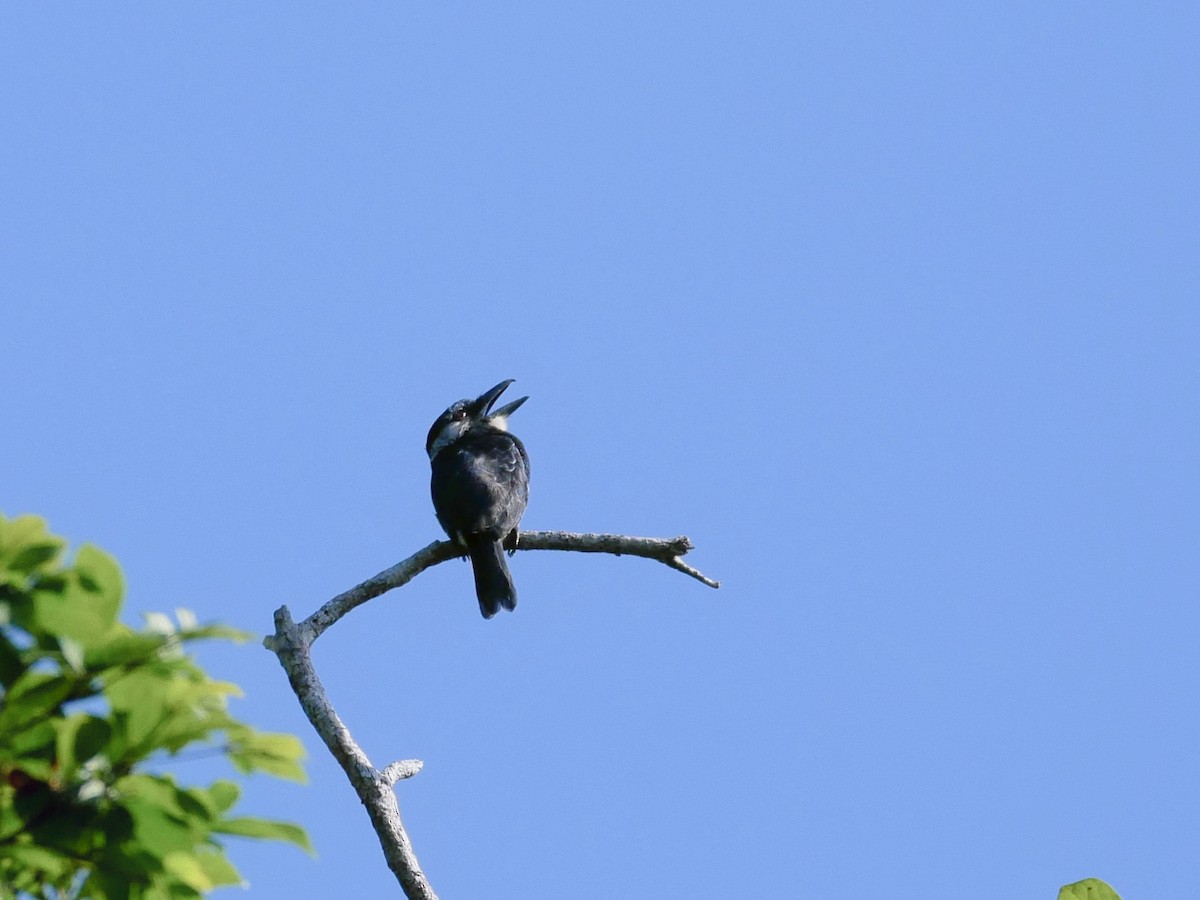 Black-breasted Puffbird - ML619520785