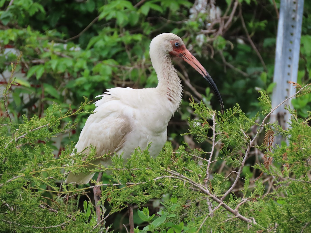 ibis bílý - ML619520821