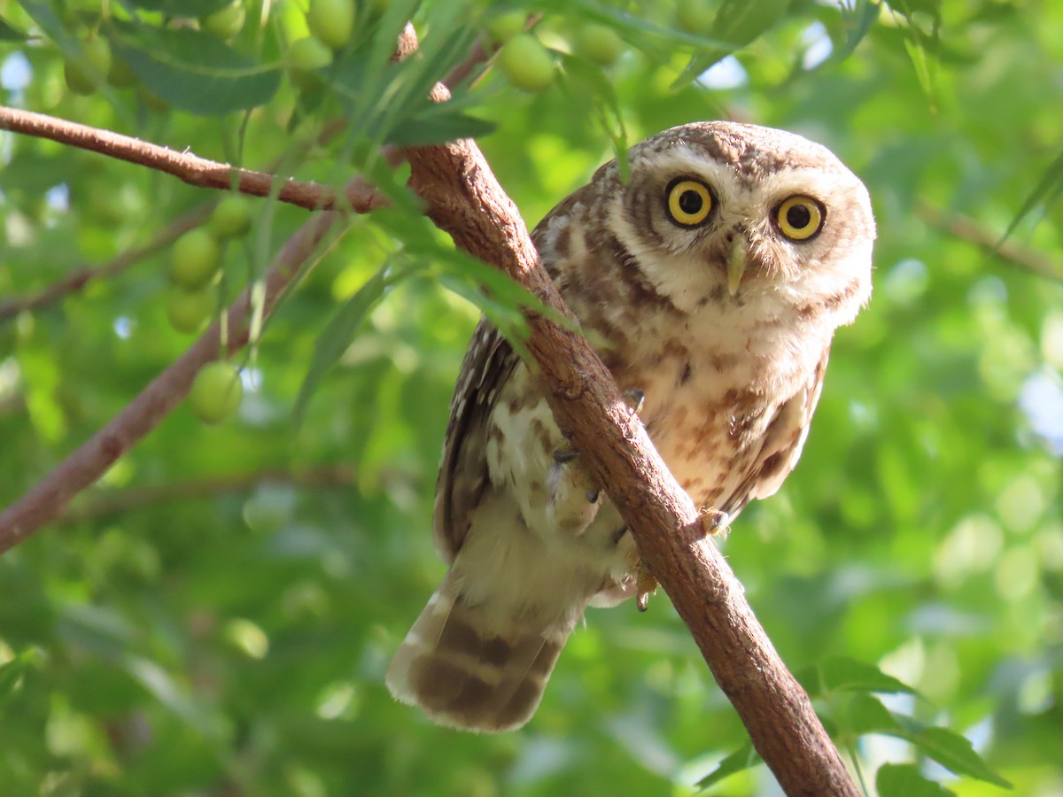 Spotted Owlet - ML619520831