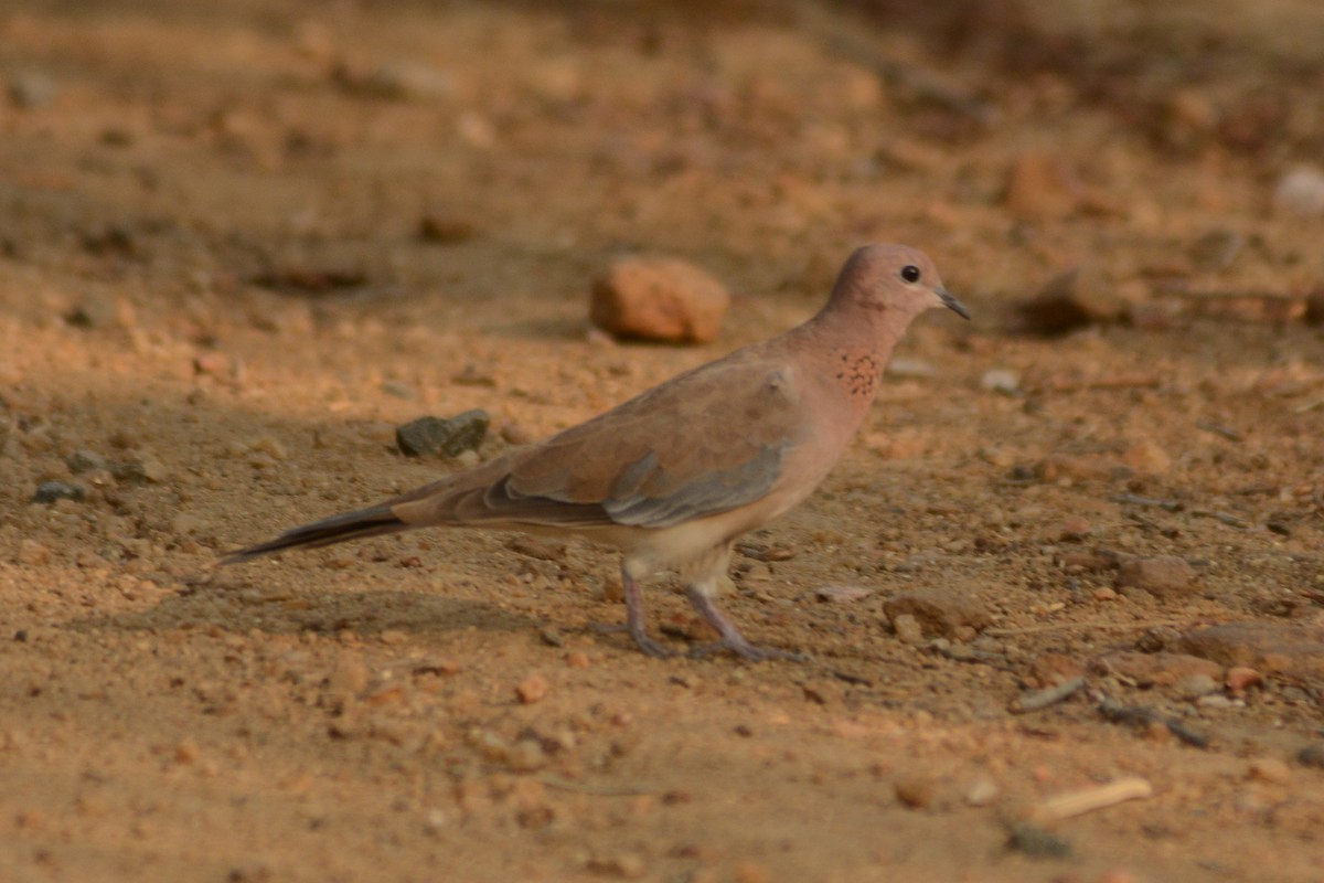 Laughing Dove - ML619520842