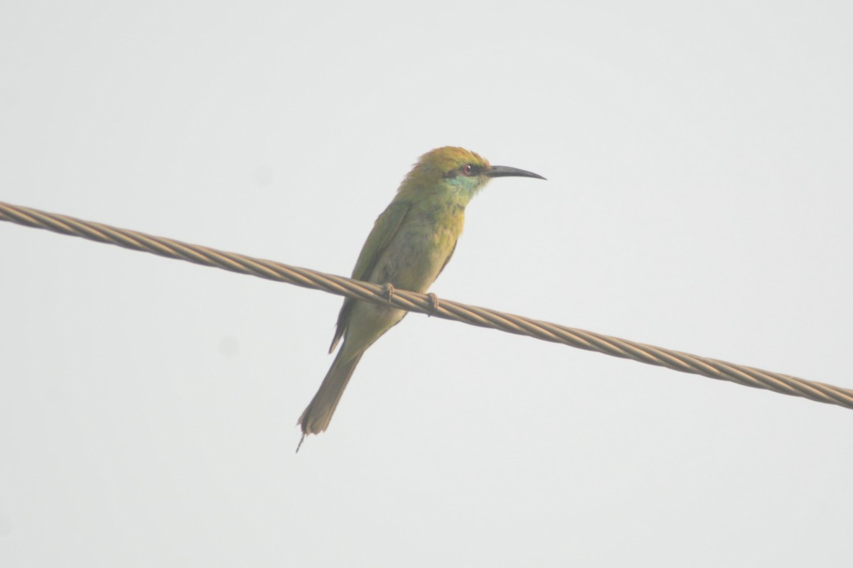Asian Green Bee-eater - ML619520856
