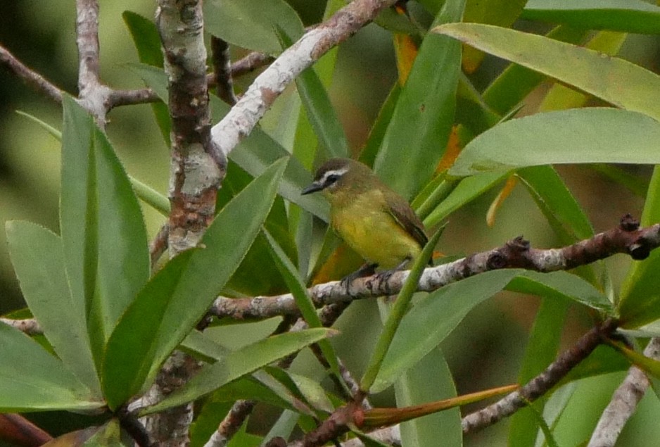 Brown-capped Tyrannulet - ML619520891