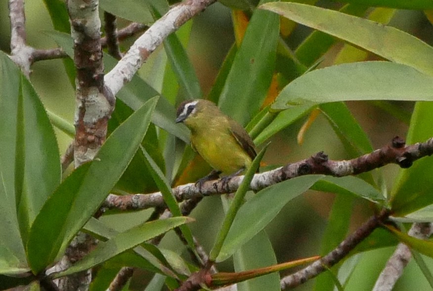 Brown-capped Tyrannulet - ML619520892