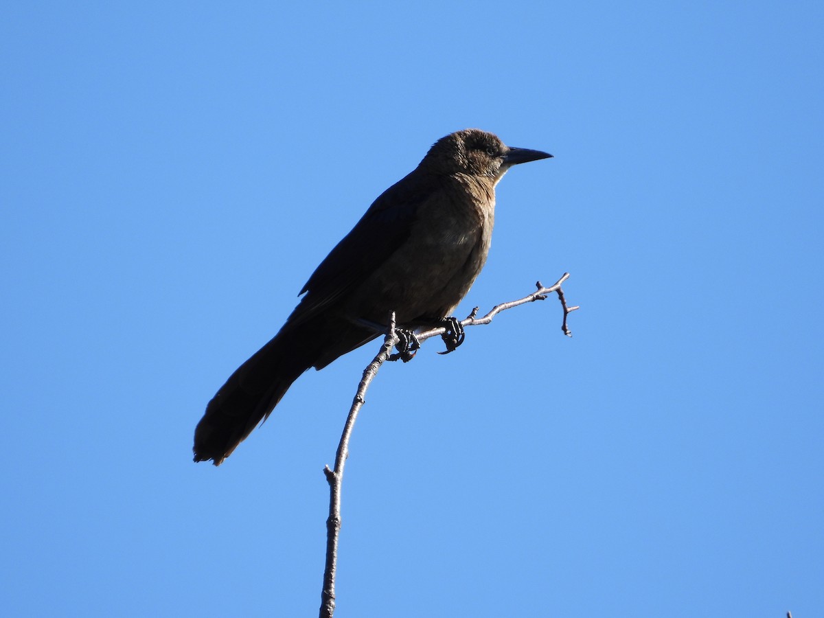 Great-tailed Grackle - ML619520906