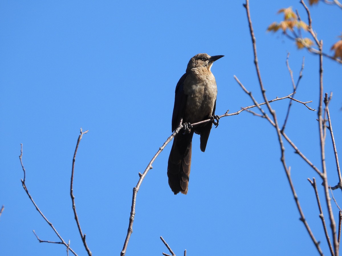 Great-tailed Grackle - ML619520908
