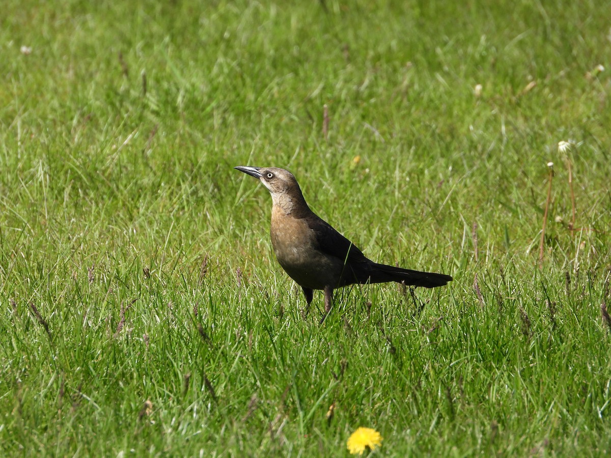 Great-tailed Grackle - ML619520909